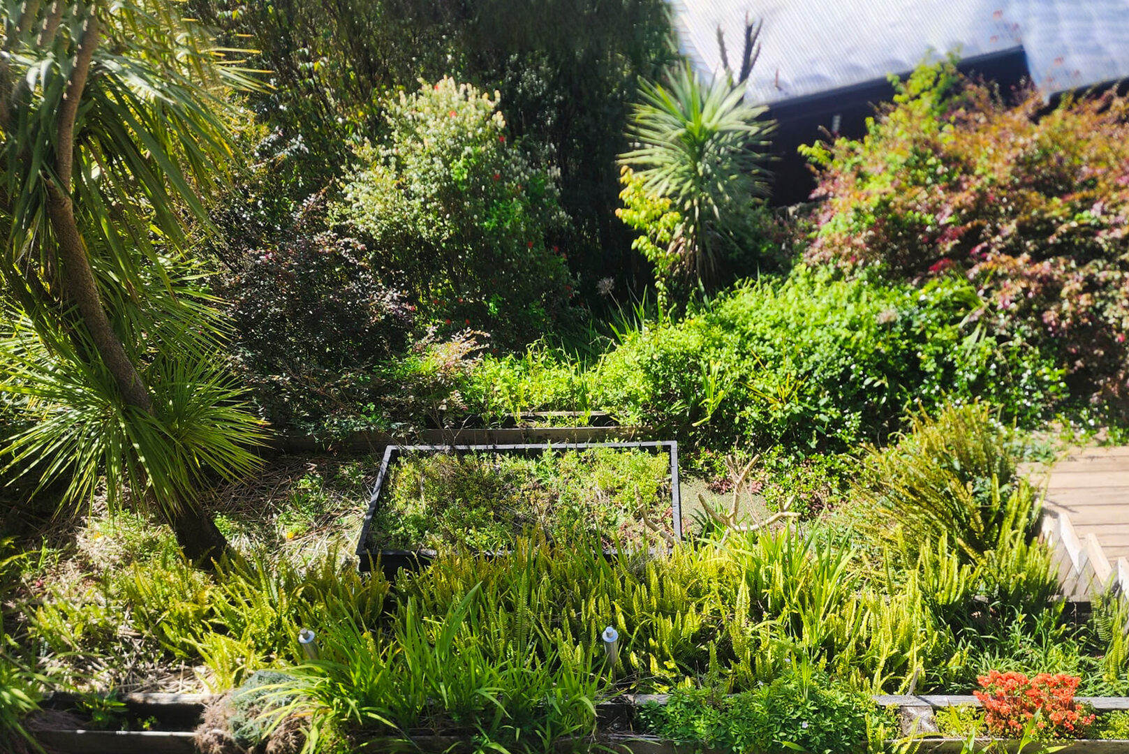 Garden before transformation